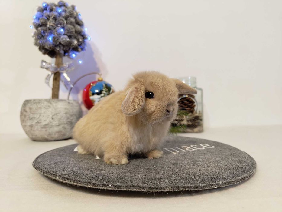 Piękne króliczki Mini Lop. Maluszki do rezerwacji.