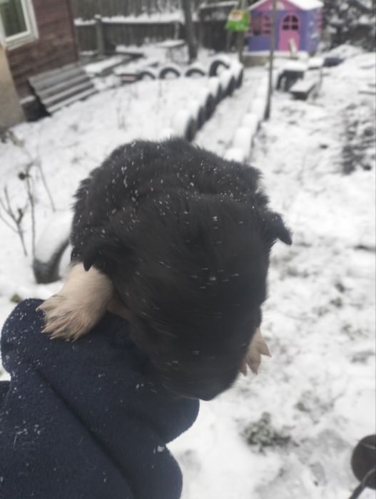 Віддам безкоштовно в добрі руки