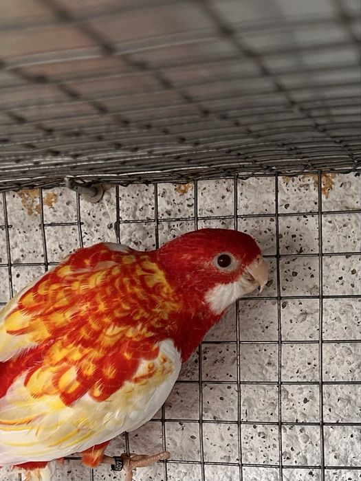 Roselas Opalinas e Rubinas