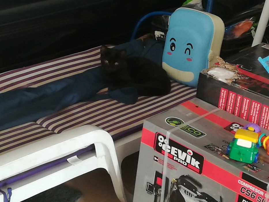 Gatinhos 4 meses - Adopção