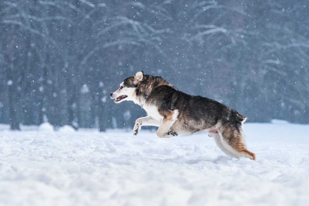 Łagodny Kordian - podaruj mu dom!