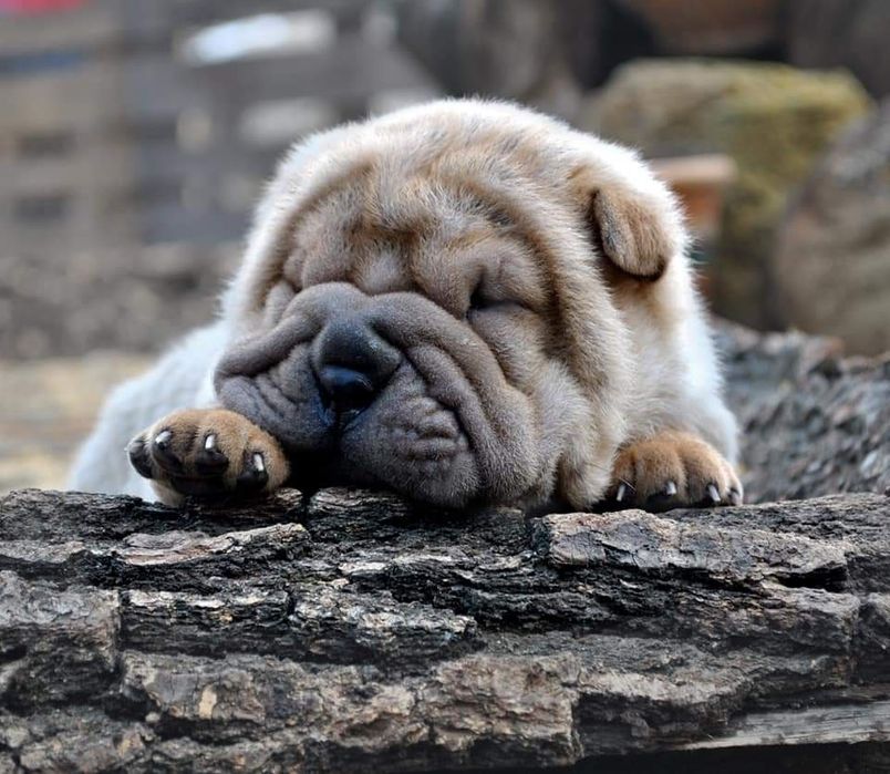 Шарпей щенки, мальчики и девочки