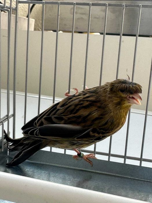 Casal de Canários 2026, Fêmea gloster (poupa) e Macho malhado