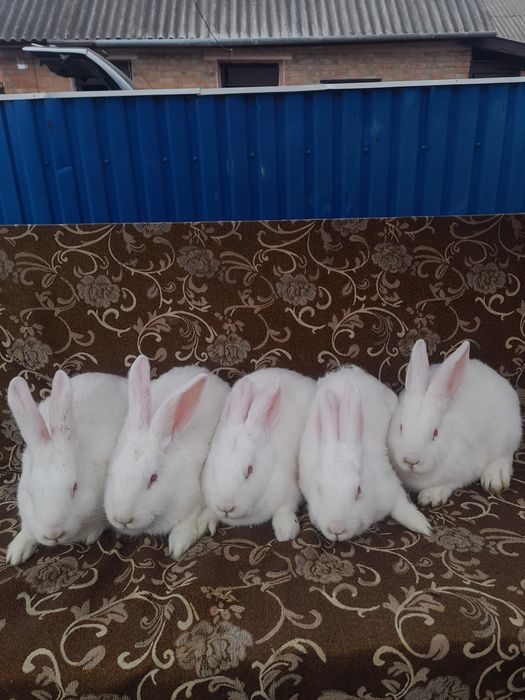 Продам кроликів термонці