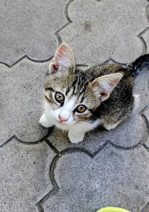 Кошечки в добрые руки
