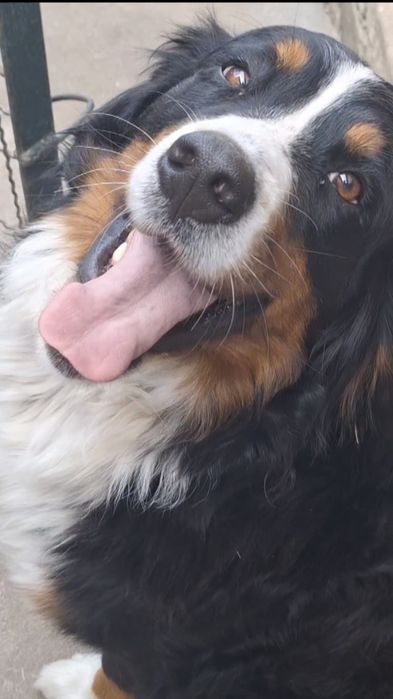 Бернські Зенненхунди(Швейцарська пастушья вівчарка)