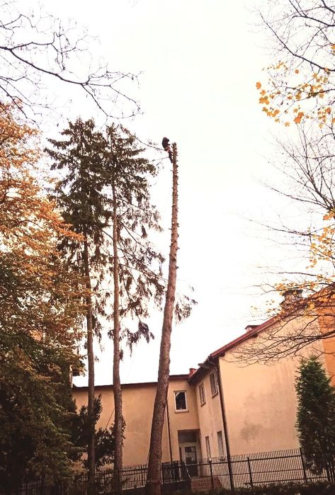 Alpinistyczna wycinka, pielęgnacja drzew. Karczowanie działek.