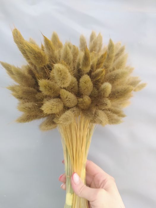 Лагурус продам, сухоцвіти