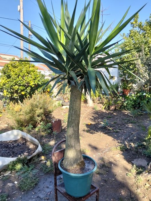 Vendo plantas bonitas apartir de 10€