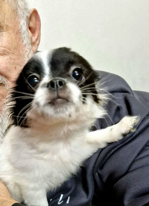 Chihuahua piesek długowłosy