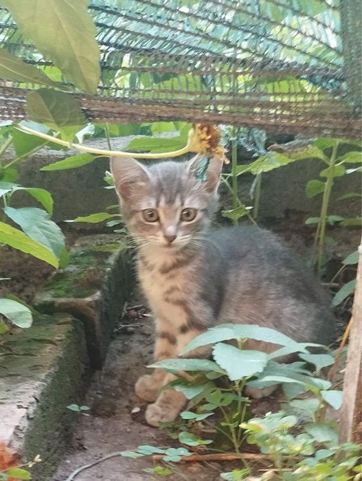 Кошенята, дівчинки.