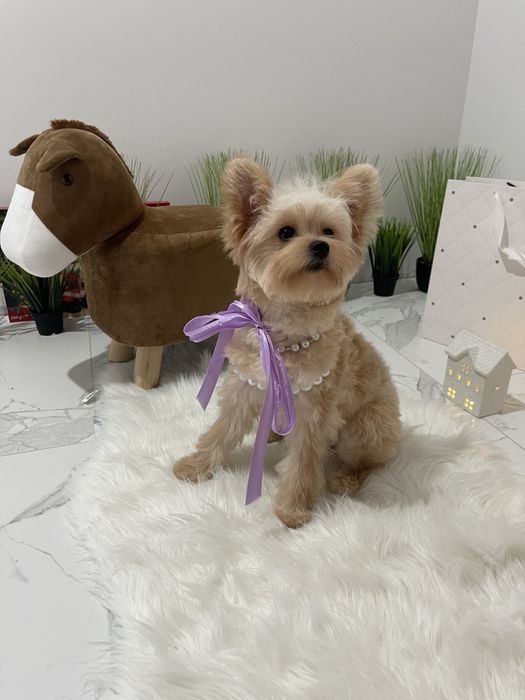 Помапу  краса, ніжність і любов в одному