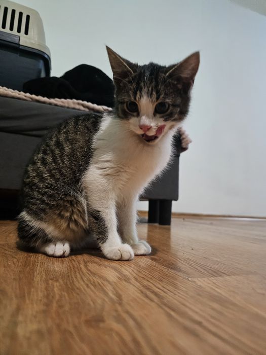 Koteczka Bambi szuka domu