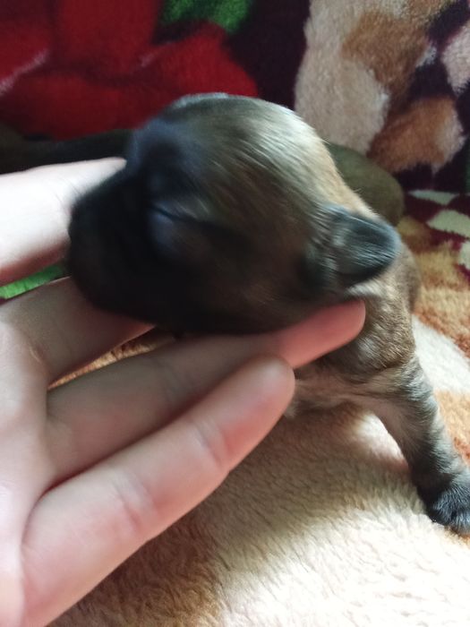 Собачки продаються