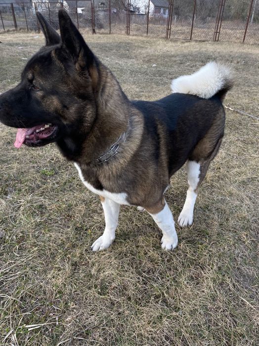 Вʼязка  американська акіта