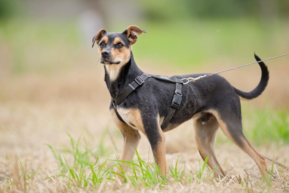 Roczny Diorek pilnie czeka na dom