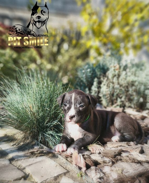 Американський пітбультер'єр.Пітбулі