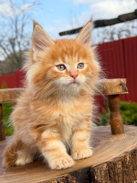 Потужний мейн кун  хлопчик