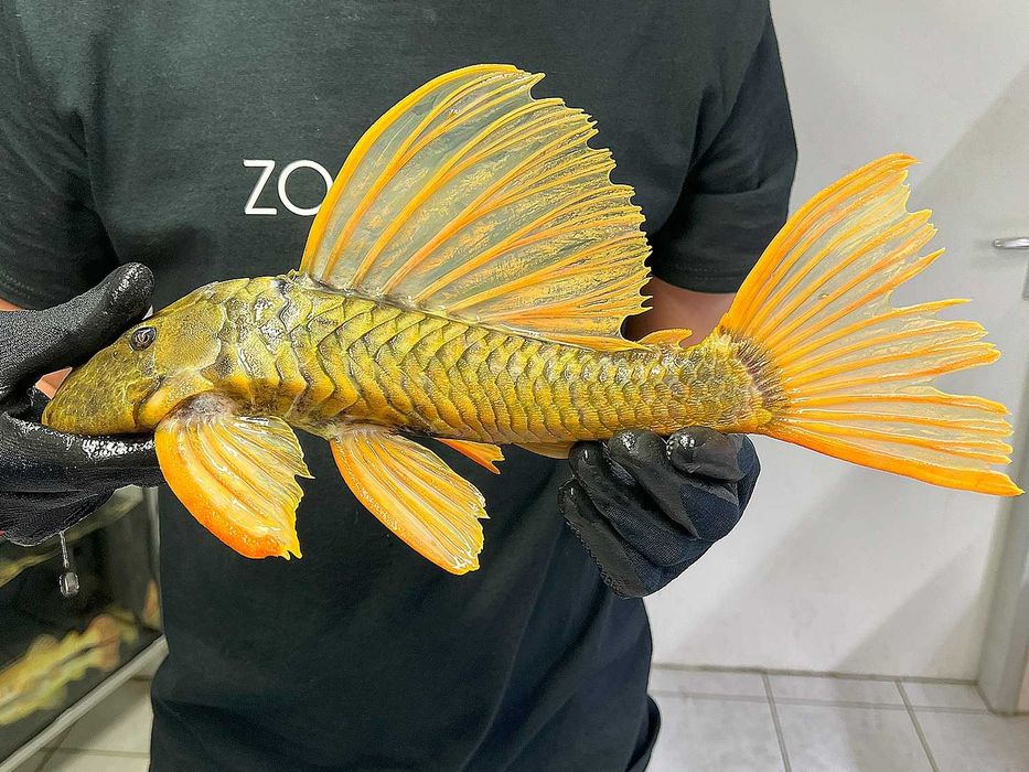 TABU Hypostomus Luteus 17cm faza 2 Warszawa