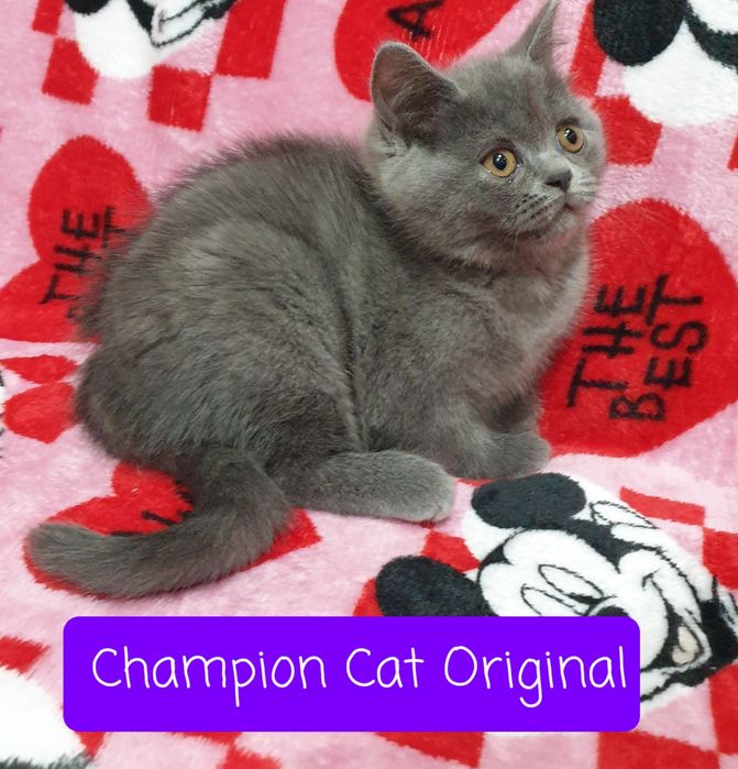 Kot,Kotka szkocka prostoucha scottish straight