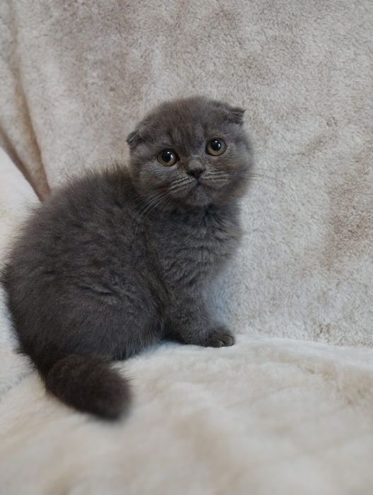 Scottish Fold  macho