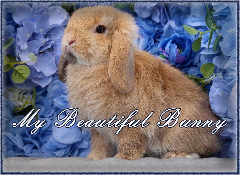 Młody Królik Mini Lop - Harlequin - Hodowla