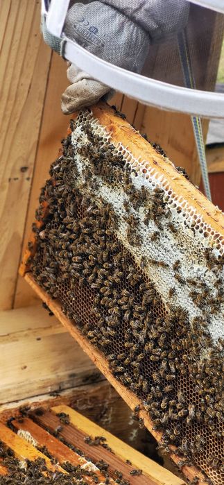 Натуральний гірський мед