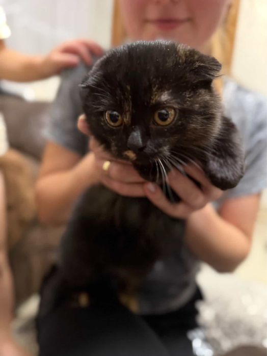 Віддам в добрі руки