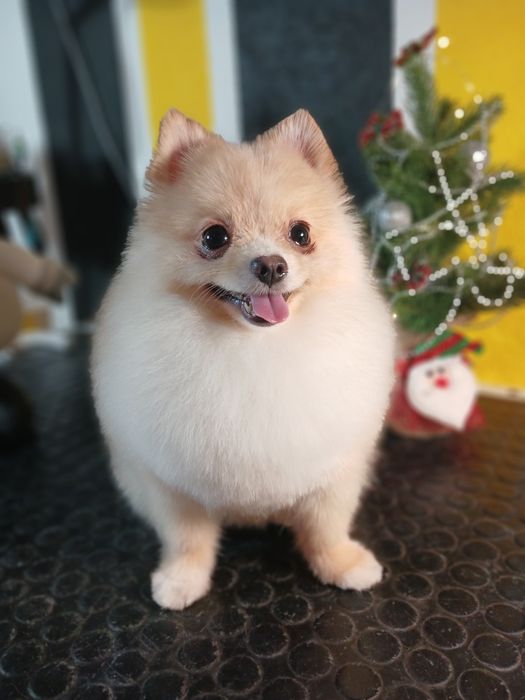 Грумінг малених та середніх порід