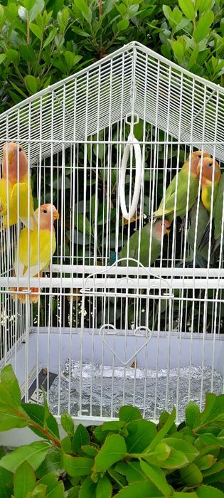 Agapornis de 2025 varias cores