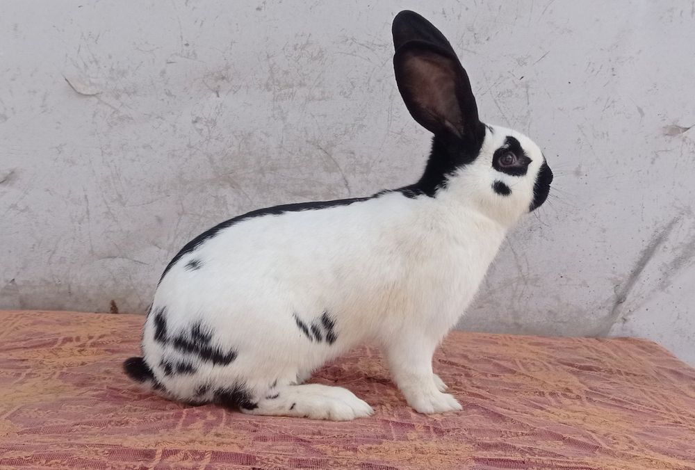 Німецький строкач