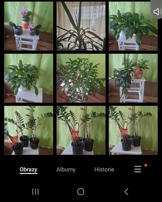 Grudnik juka zamiokulas storczyki