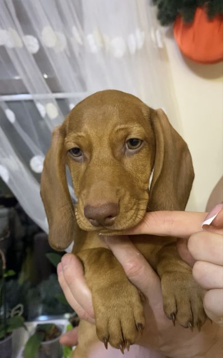 Чистокровна руда такса, чорно підпала