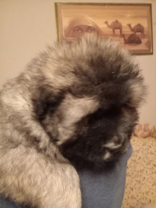 Цуценята кавказької вівчарки