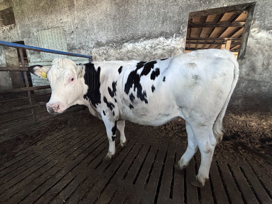 Jałówka Montbeliarde x HO