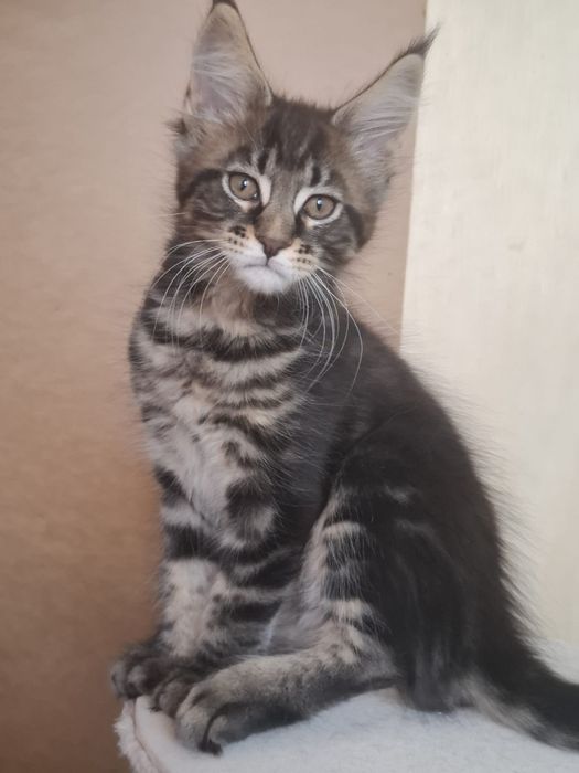 Sprzedam wyjątkowo piękną koteczke Maine Coon