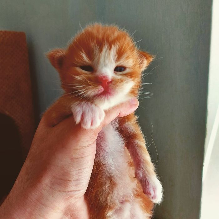 Сонячні мейн кунчики зігріють в найхолоднішу погоду