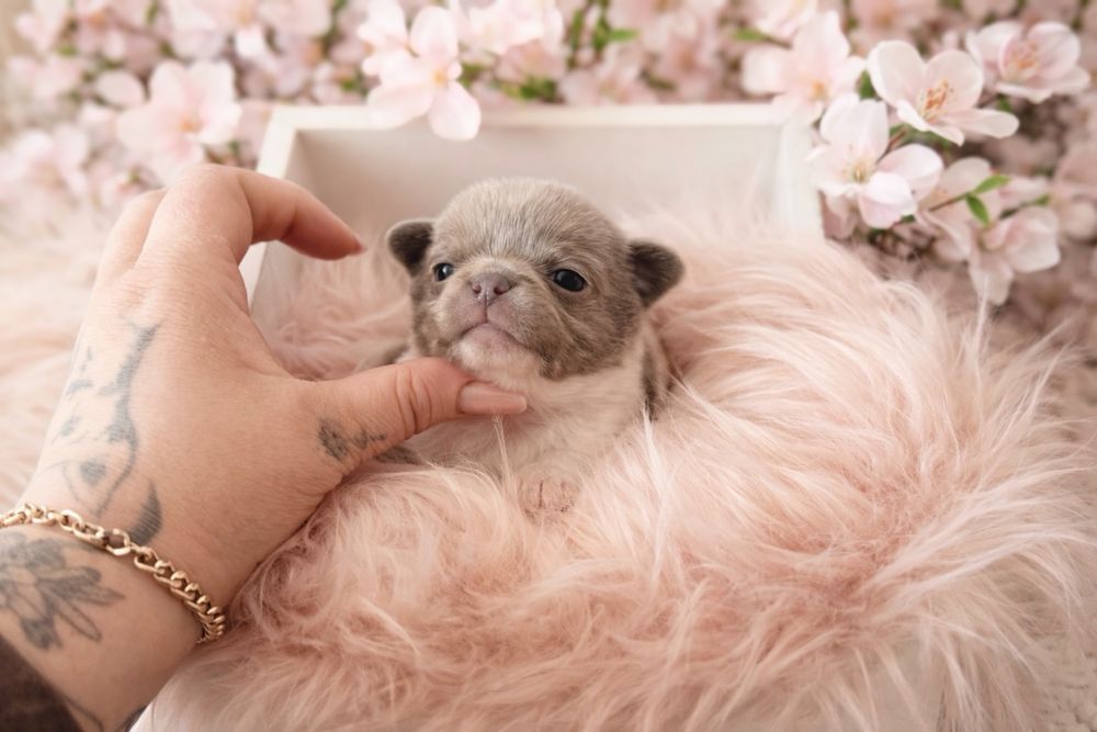 ***Liliowo biały uroczy kawaler chihuahua***