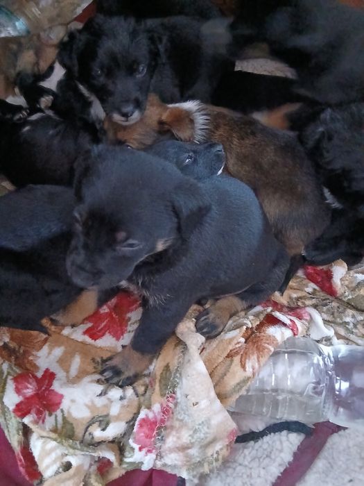 Віддам безкоштовно цуценят