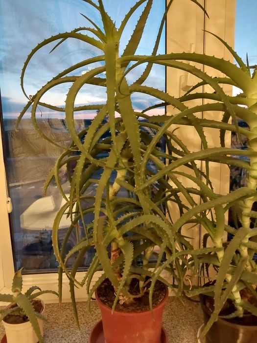 ALOES kwiat leczniczy