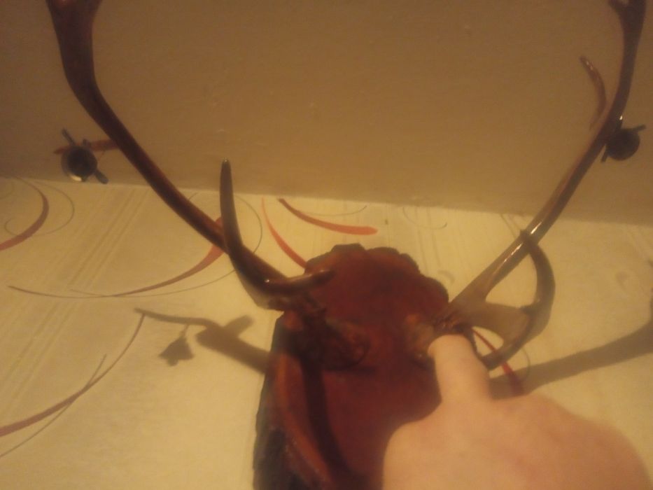Продам Рога с подставкой.