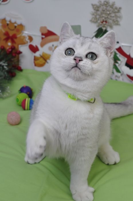 Британські кошенята срібна шиншила