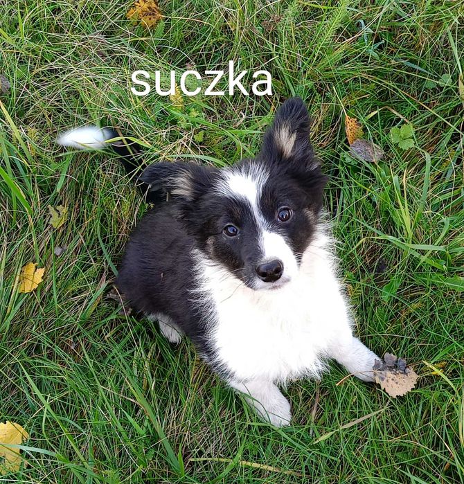Border collie suczka