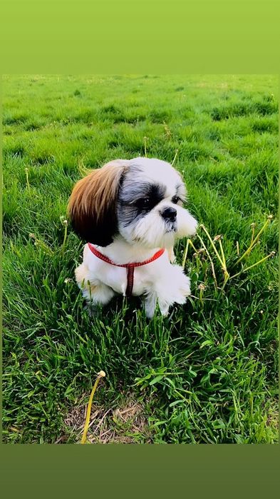 Мальчик Ши-тцу шукає наречену.Мальчик Ши-тцу ищет невесту
