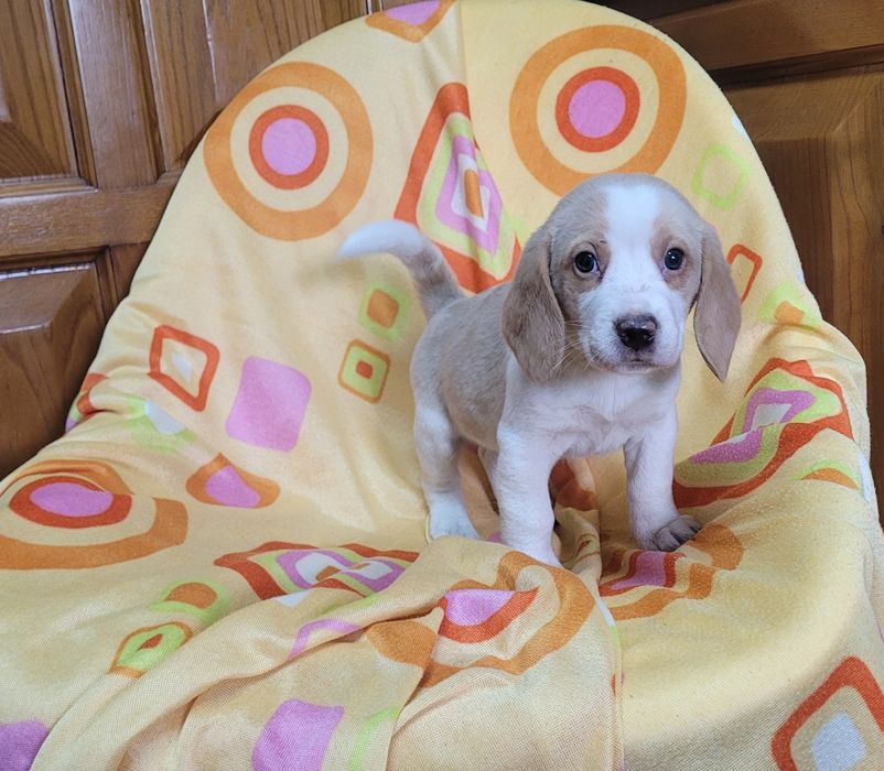 Cachorrinho beagle bicolor