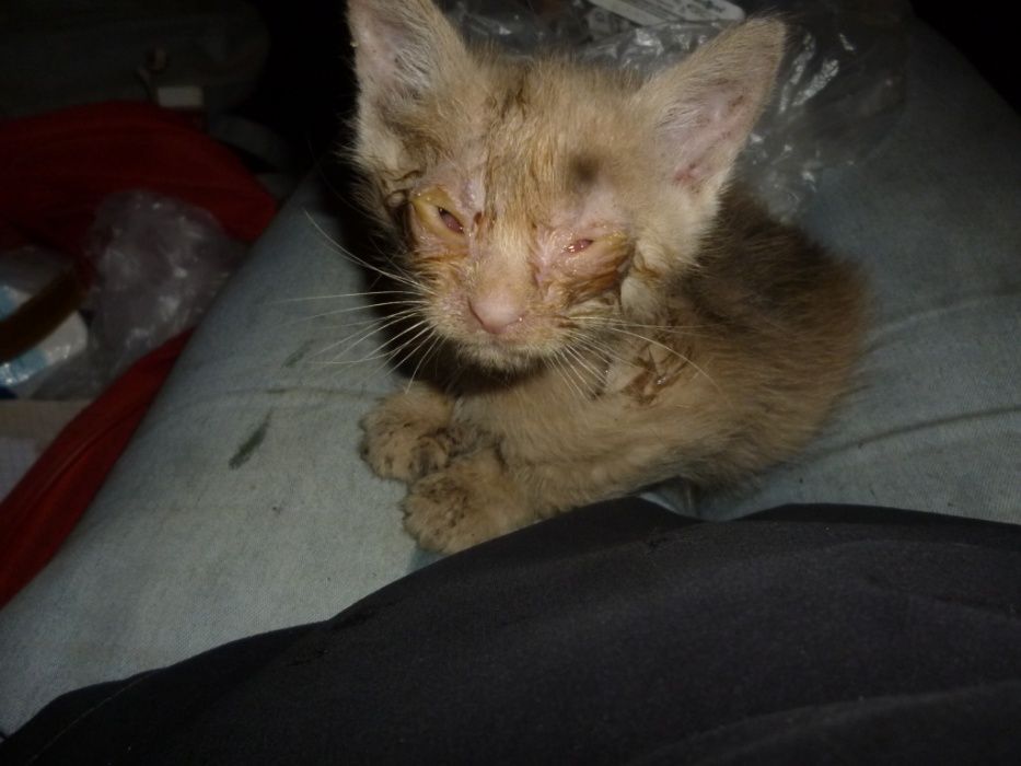 ОСОБЕННАЯ кошечка Нэнси ищет дом