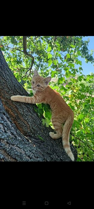 Віддам в добрі руки безкоштовно   риженького котика .котика