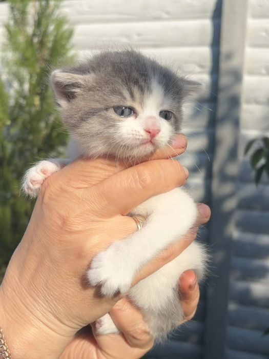 Кмітлива дівчинка шукає родину