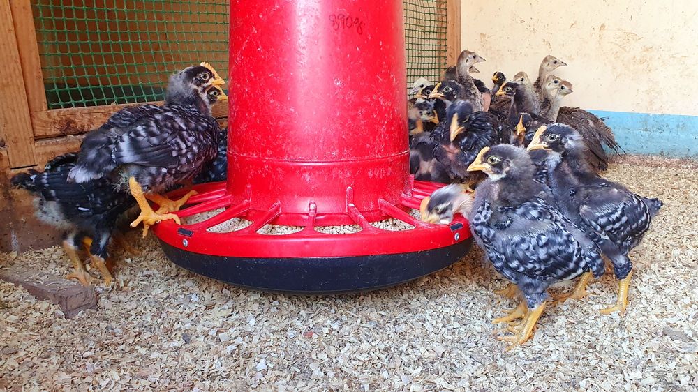 Pintos/ovos de pedres portuguesa