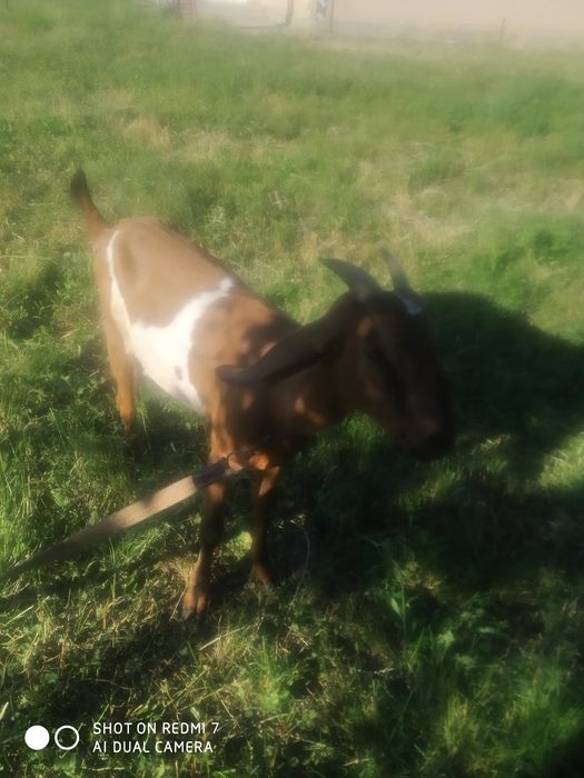 Коза  англонубійська 100%.